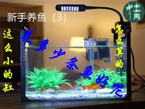 魚缸養魚數量|【魚要養幾隻比較好】家裡養幾條魚財運好？養單數吉利還是雙。